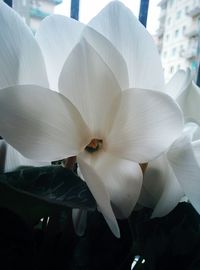 Close-up of flowers