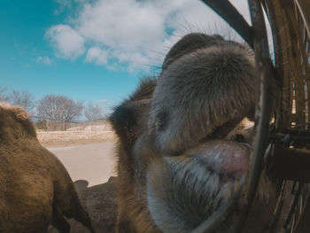 Close-up of dog against sky