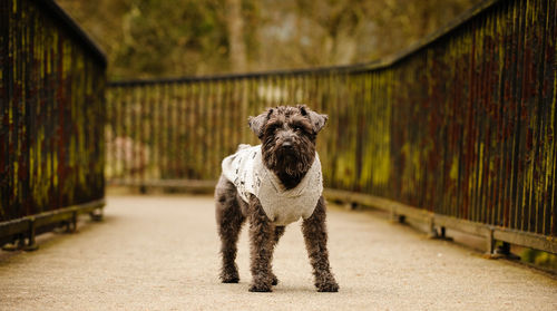 Portrait of dog standing on footpath