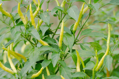 Close-up of fresh green leaves