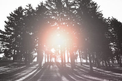 Sun shining through trees