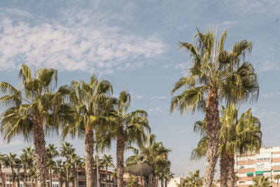 Low angle view of palm trees against sky