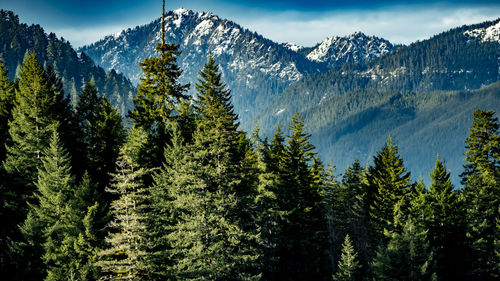 Panoramic view of pine trees and mountains against sky