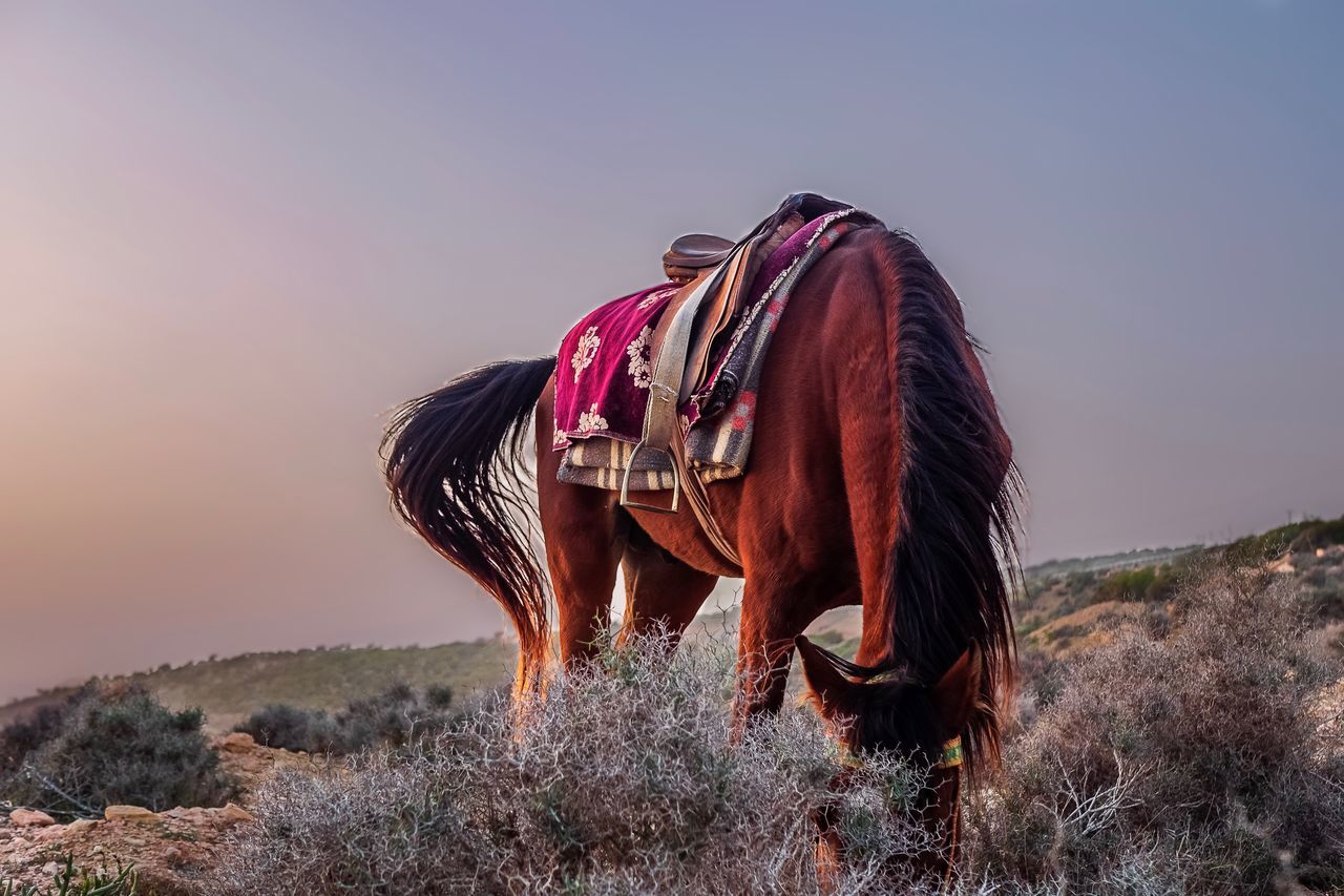 VIEW OF A HORSE ON FIELD