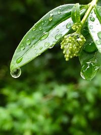 Close-up of wet plant during rainy season