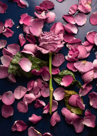 High angle view of pink flowering plant