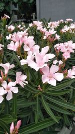 Close-up of pink flowering plants in yard