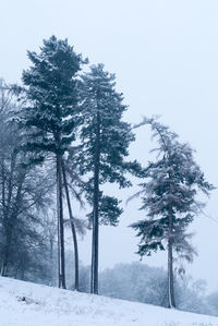 Low angle view of trees on snowcapped field during winter