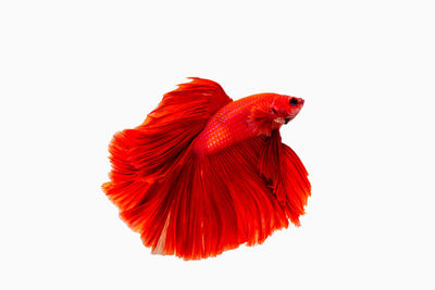 Close-up of red flower against white background