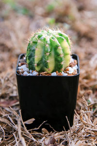 Close-up of succulent plant on field