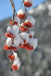 Close-up of frozen plant