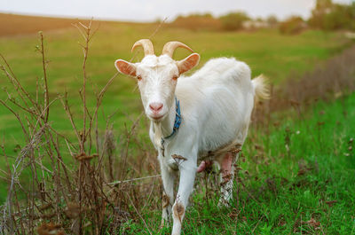 Domestic white goat grazes on a green pasture