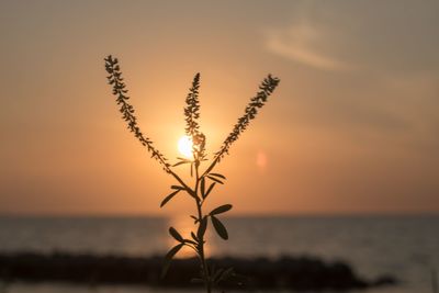 Silhouette plant against sea during sunset