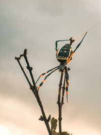 Low angle view of insect on tree against sky