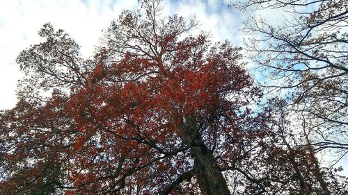 Low angle view of tree against sky