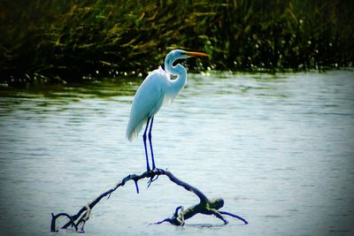 High angle view of gray heron by lake