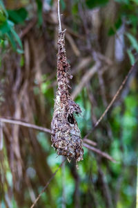 Close-up of dead plant