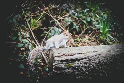 Close-up of squirrel on tree