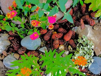 Close-up high angle view of flowers