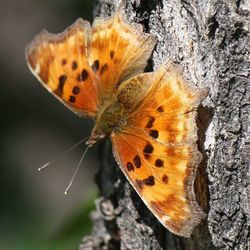 Close-up of butterfly on leaf