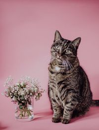 Cat sitting on table against pink background