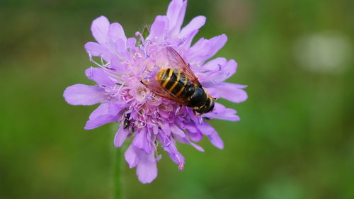 Close-up of bee pollinating on purple flower