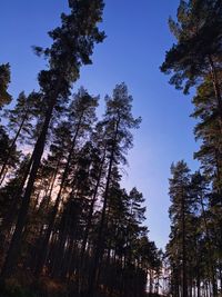 Low angle view of pine trees against sky