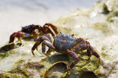 Close-up of crab on beach