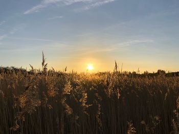 Scenic view of field against sky at sunset