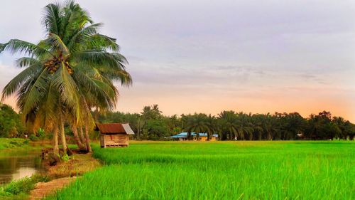 Palm trees on field against sky