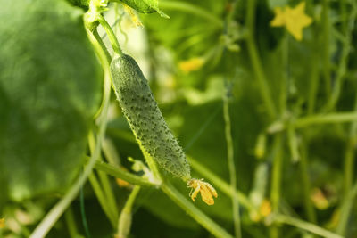 Close-up of green plant