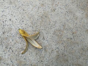 High angle view of crab on leaf