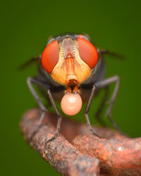 Close-up of insect on leaf