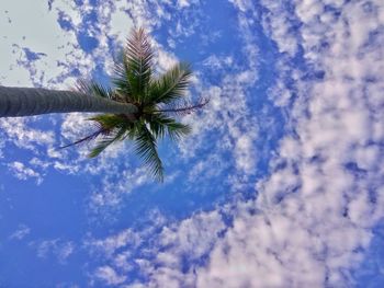 Low angle view of palm tree against sky