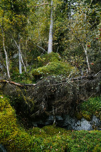 Trees in forest