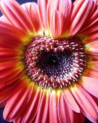 Close-up of pink flower