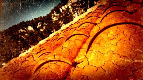 Close-up of water drops on tree trunk