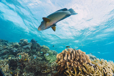 Fish swimming in sea