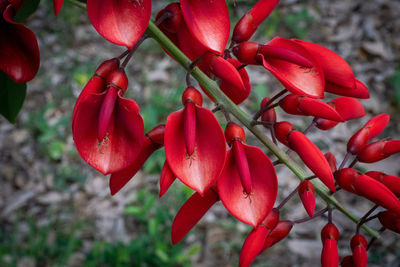 Close-up of red flowering plant