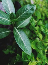 Close-up of green leaves