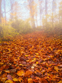 Autumn leaves on tree