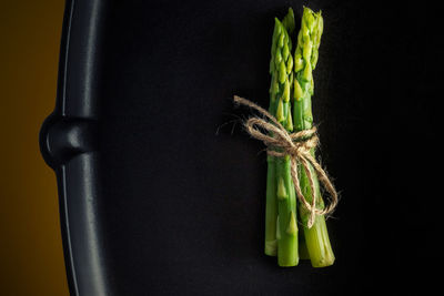 Close-up of tied up on plant against black background