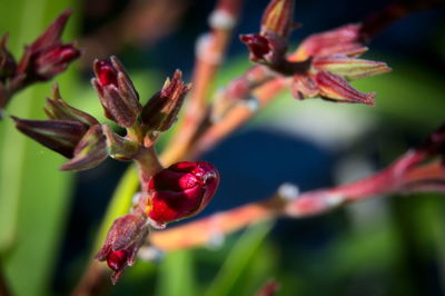 Close-up of red berries growing on plant