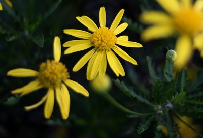 Close-up of yellow flowering plant