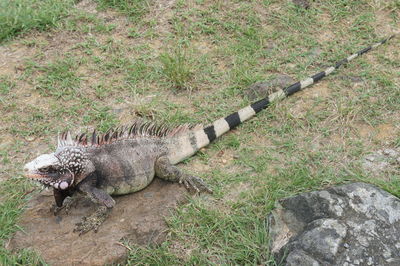 High angle view of lizard on rock