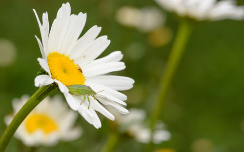 Close-up of white daisy