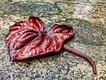 Close up of red leaves