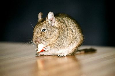 Close-up of mouse eating at home