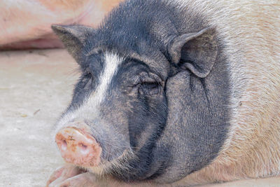 Close-up of a pig