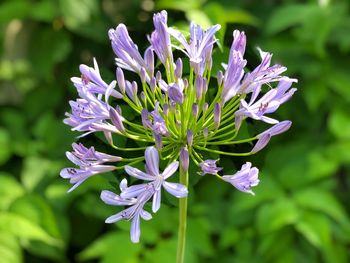 Close-up of purple flowering plant